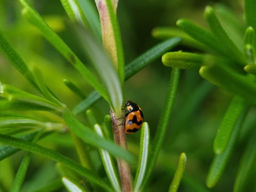 Small Transverse Ladybird Beetle