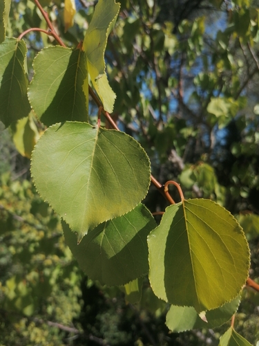 apricot