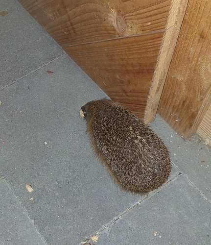 Common Hedgehog