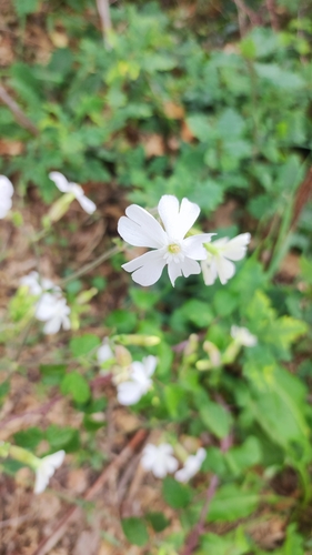 white campion