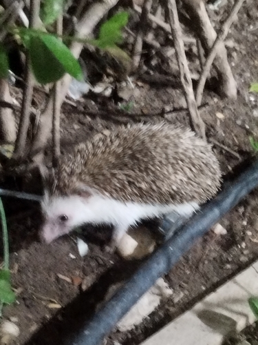 Four-toed Hedgehog