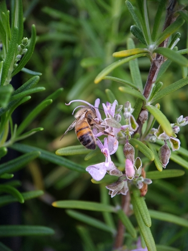 Western Honey Bee