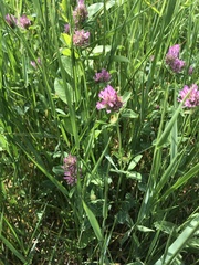 Trifolium pratense