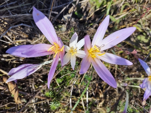 Autumn Crocus