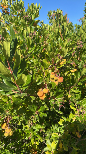 strawberry tree