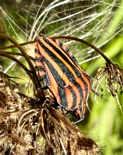 European Striped Shield Bug