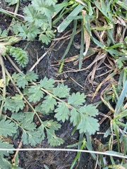Potentilla supina, photograph (c) Илья Руденко, some rights reserved (CC BY)