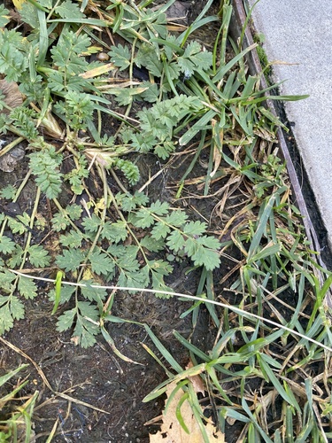 Potentilla supina, photograph 2