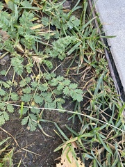 Potentilla supina, photograph (c) Илья Руденко, some rights reserved (CC BY)