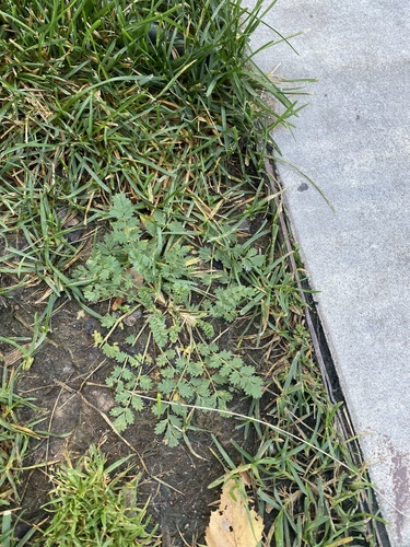 Potentilla supina, photograph 4