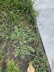 Potentilla supina, photograph (c) Илья Руденко, some rights reserved (CC BY)