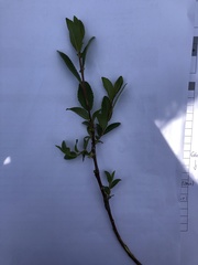 Salix daphnoides