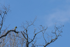 Hemiprocne longipennis