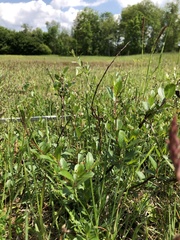 Salix daphnoides