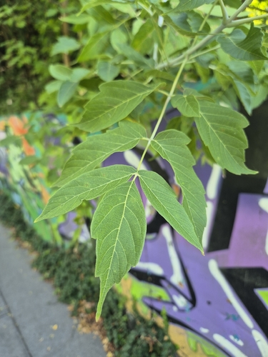 box elder