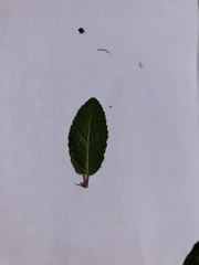 Salix daphnoides