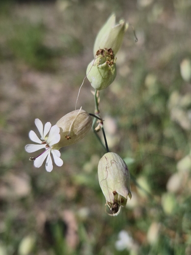 bladder campion