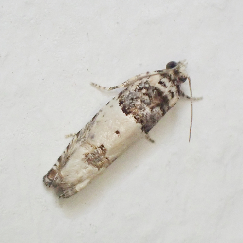 Epinotia thapsiana