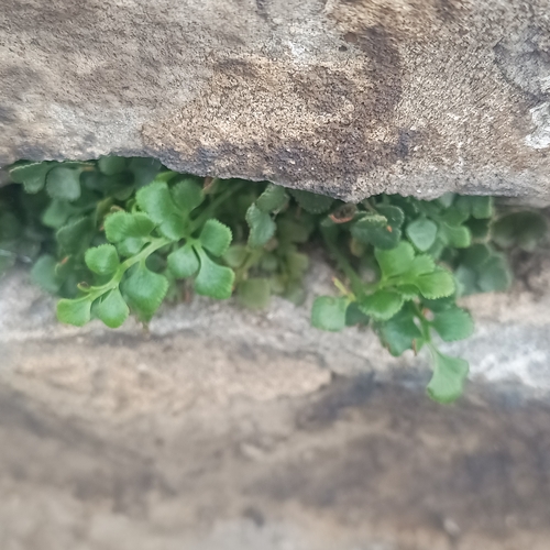 wall-rue