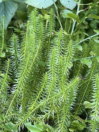 interrupted clubmoss
