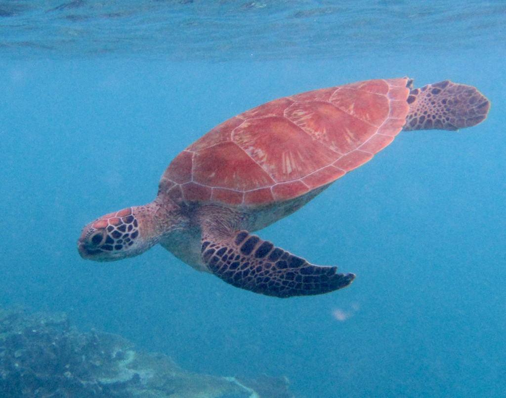 Green sea turtle
