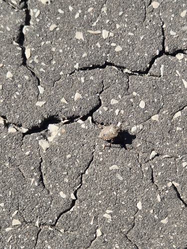 Brown Marmorated Stink Bug