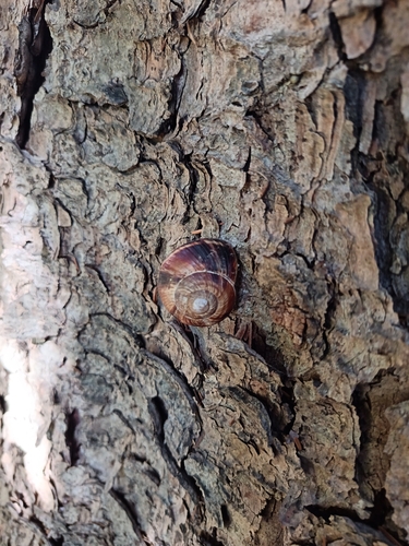 Turkish Snail