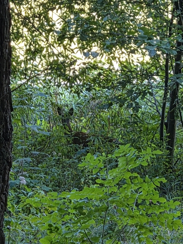 Western Roe Deer