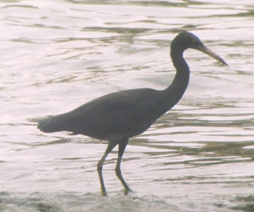 Pacific Reef Heron