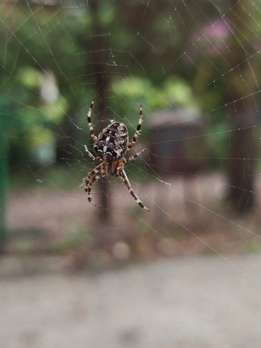 Cross Orbweaver