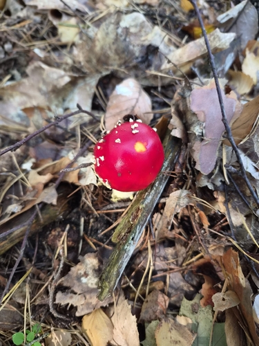 Fly Agaric