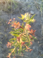 Ludwigia octovalvis