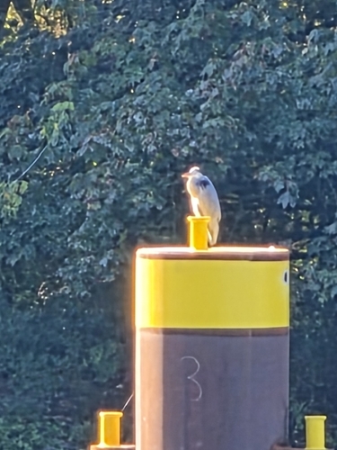 Grey Heron