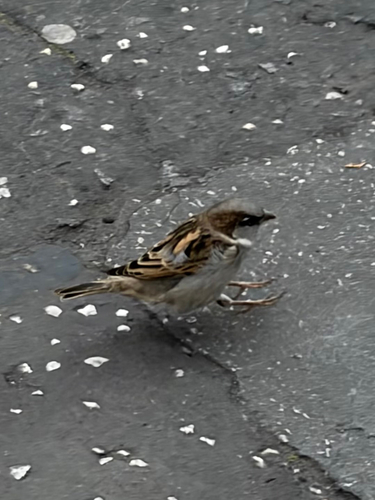 House Sparrow