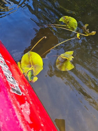 yellow water-lily