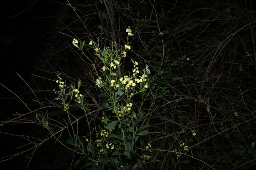 Acacia myrtifolia