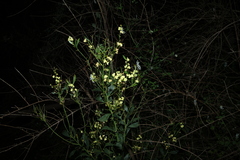 Acacia myrtifolia