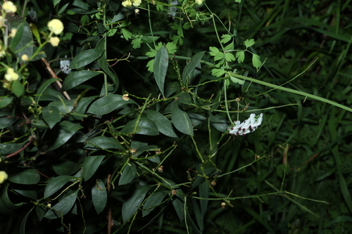 Acacia myrtifolia, photograph 1