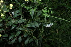 Acacia myrtifolia, photograph (c) Greg Tasney, some rights reserved (CC BY-SA)