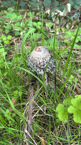 Shaggy Mane