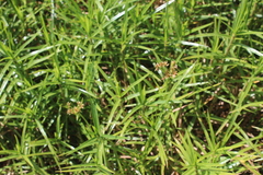 Cyperus mundii
