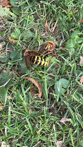 European Hornet
