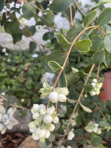 Common Snowberry