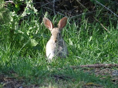 Oryctolagus cuniculus