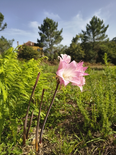 Belladonna Lily