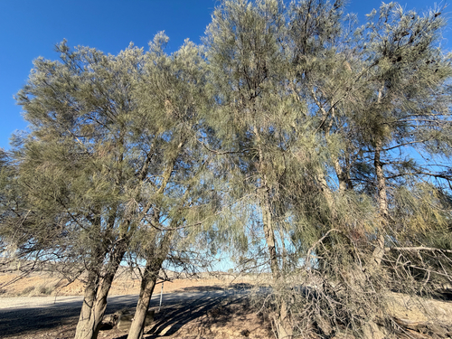 Casuarina cristata observed 2026-09-26