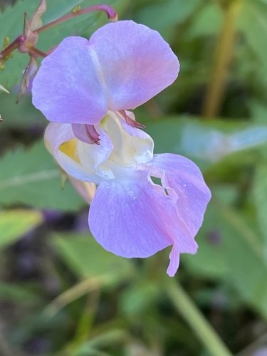 Himalayan balsam
