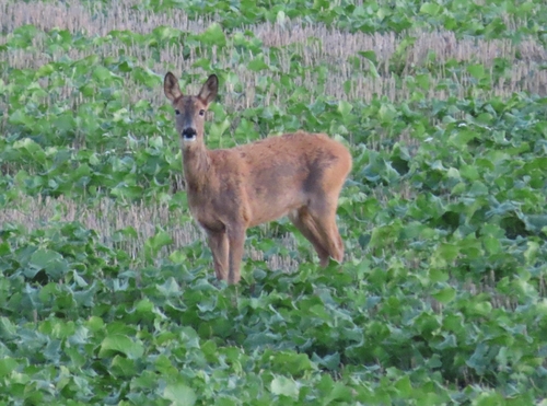 Western Roe Deer
