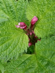 Lamium orvala