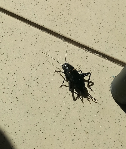 Southern Field Cricket